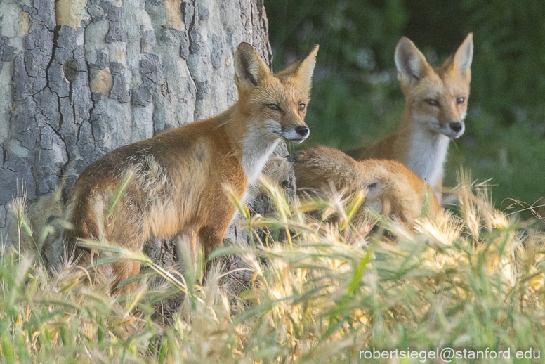 red fox